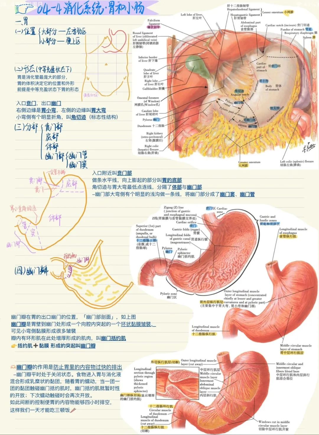【医学科普】胃，你还好吗？